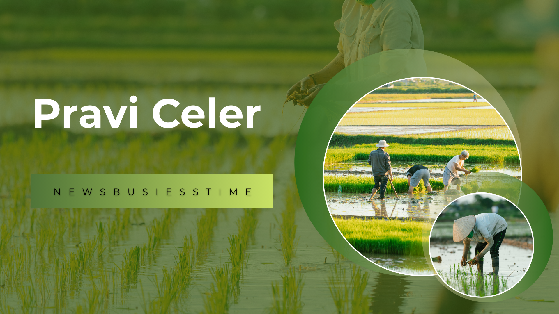 Pravi Celer: Guide to Growing Your True Celery Plant